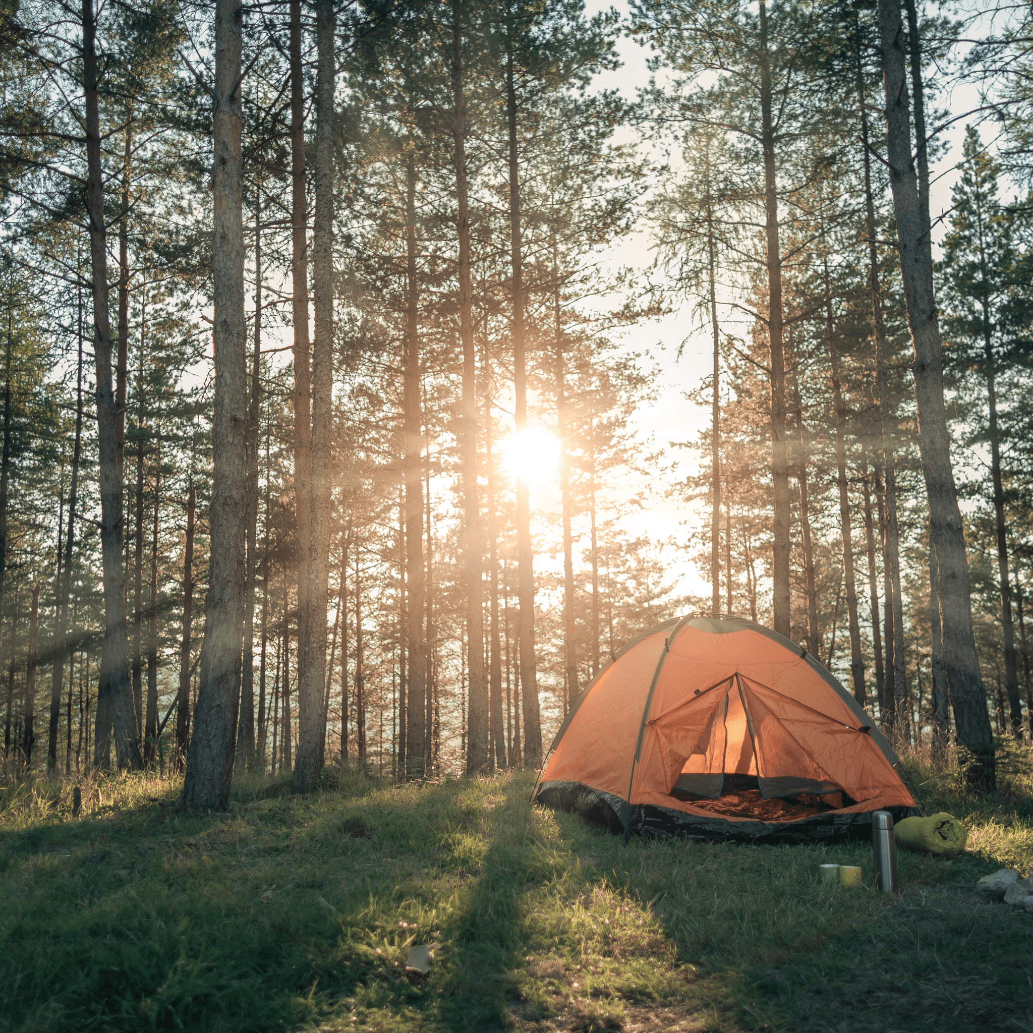 Tent camping under Ponderosa pines at Rush No More in the Black Hills, South Dakota